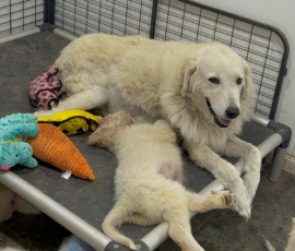 3592839983 Pippin & Nova Litter 5/26