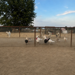 4044635170 Inside Our Maremma Puppy Program