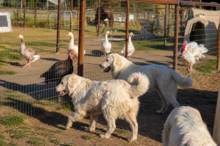 2712864024 Inside Our Maremma Puppy Program