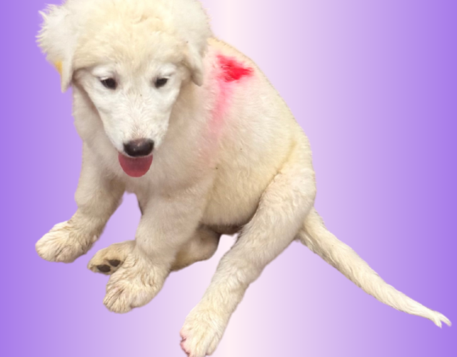 3342890723 Available Maremma Puppies