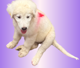 3381049101 Pippin & Electra Litter 5/26