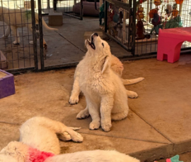 2657677403 Pippin & Nova Litter 5/26