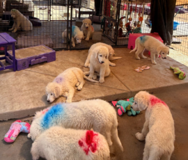 85614850 Pippin & Nova Litter 5/26
