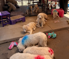 1490129265 Pippin & Nova Litter 5/26