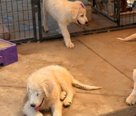 2104579325 Pippin & Nova Litter 5/26