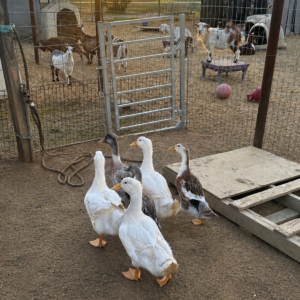 1554297561 Inside Our Maremma Puppy Program