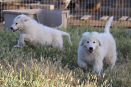 162276265 Inside Our Maremma Puppy Program