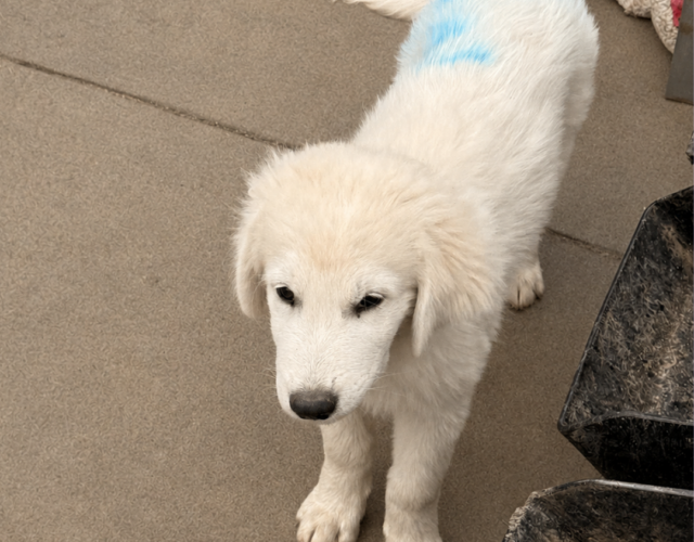 1269850007 Pippin & Nova Litter 5/26