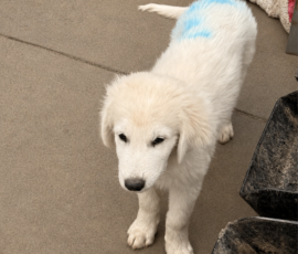 1811028972 Pippin & Nova Litter 5/26