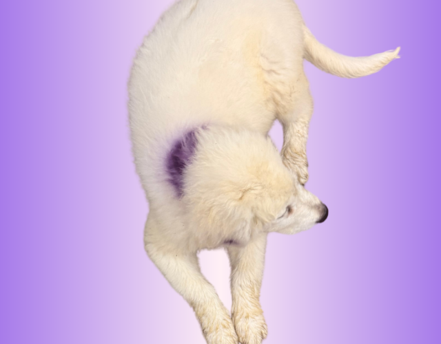 157625663 Available Maremma Puppies