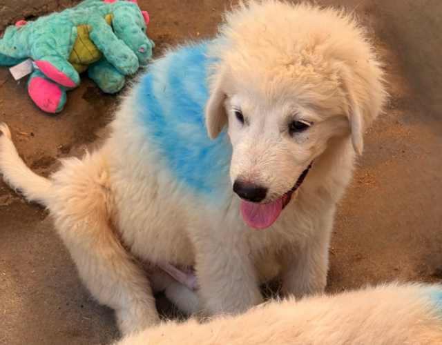 1831577105 Available Maremma Puppies