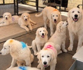 1045955060 Pippin & Nova Litter 5/26