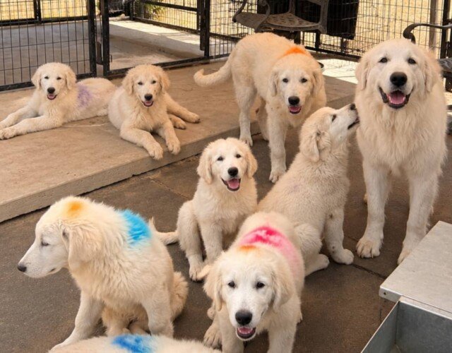 386440392 Available Maremma Puppies