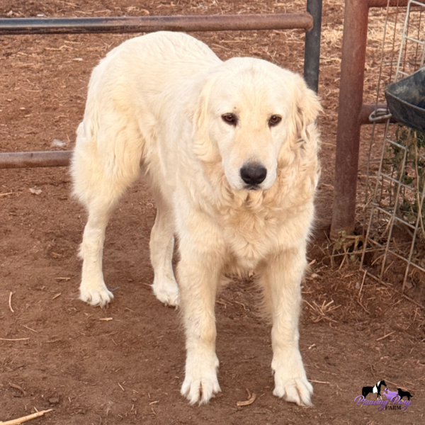 1436967694 Pegaso: Gentle Italian Maremma for a Horse Property