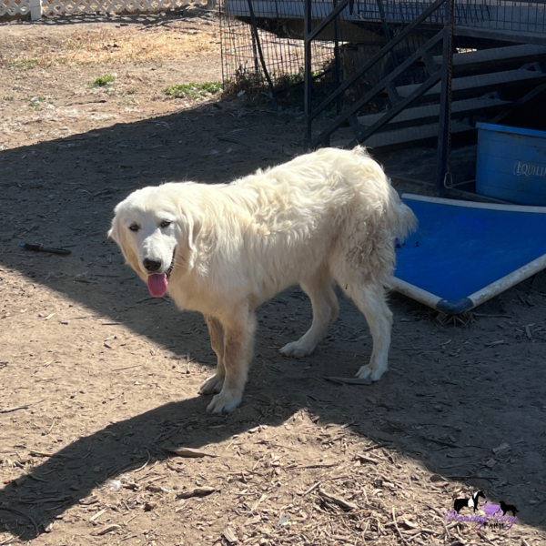 3499313559 Pegaso: Gentle Italian Maremma for a Horse Property