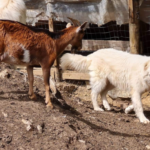 1957085075 Pegaso: Gentle Italian Maremma for a Horse Property