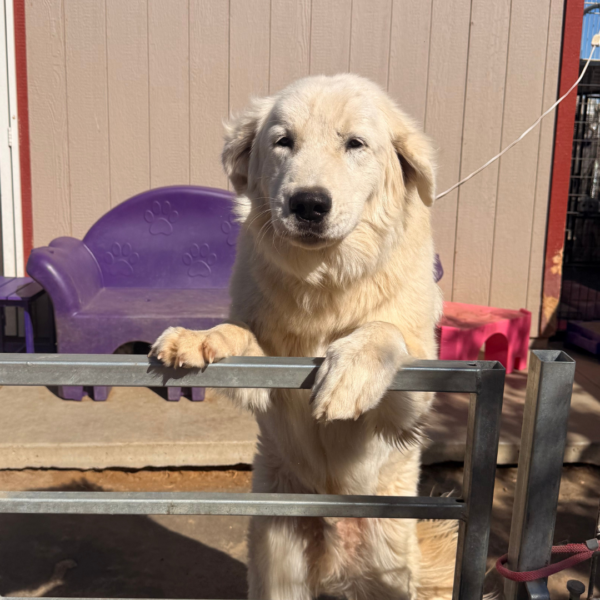 3018974952 Jack: Gentle Young Male Maremma for Goats and Horses