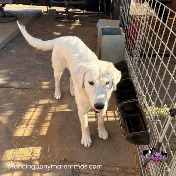 4207338286 Carina: Gentle Young Maremma for a Flat-Terrain Farm