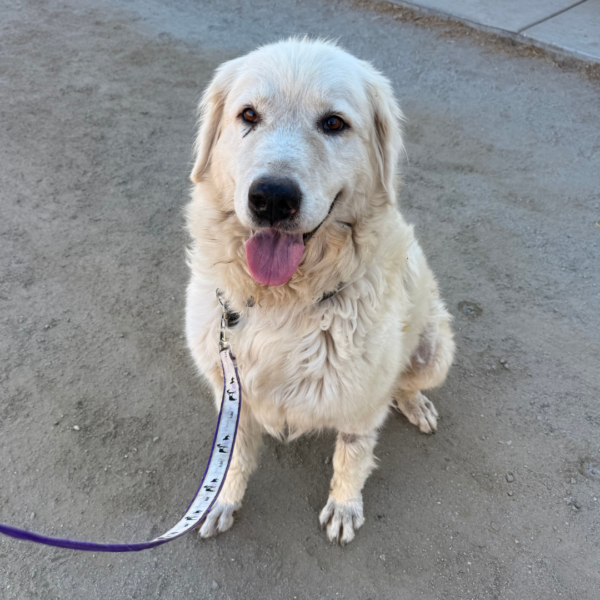 3321291852 Gianna: Retired Maremma Female for a Quiet Chicken Farm