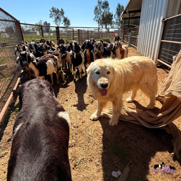 1456389118 Pegaso: Gentle Italian Maremma for a Horse Property