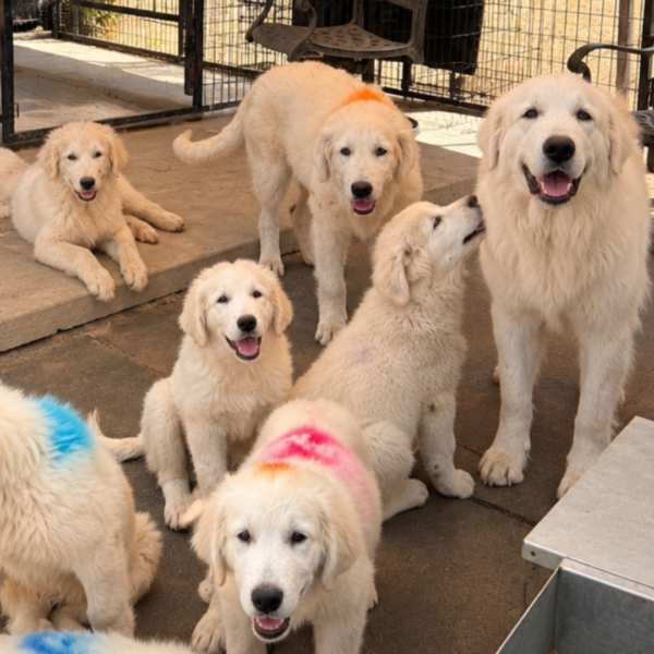2452248326 Jack: Gentle Young Male Maremma for Goats and Horses