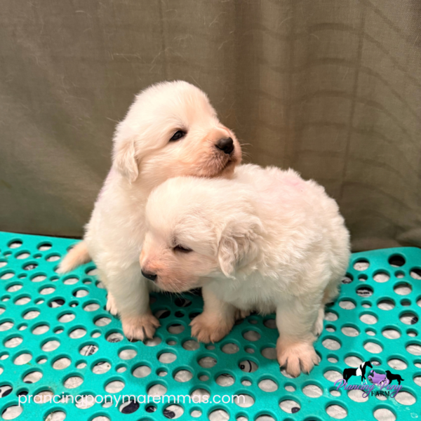 3368847640 Carina: Gentle Young Maremma for a Flat-Terrain Farm