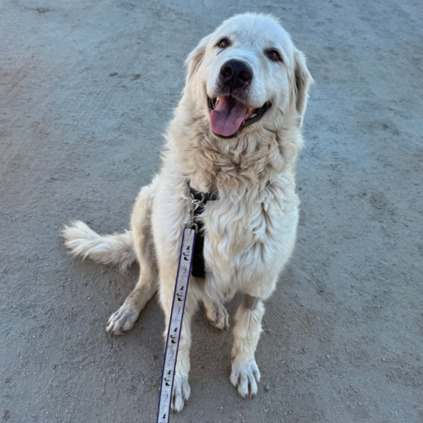 2908685790 Gianna: Retired Maremma Female for a Quiet Chicken Farm