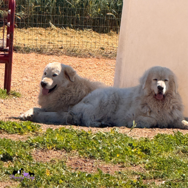 3289986152 Pegaso: Gentle Italian Maremma for a Horse Property