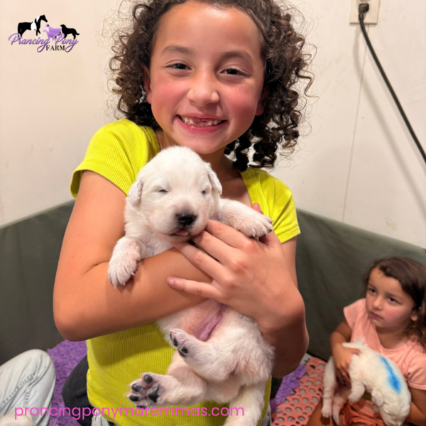 1659811234 Carina: Gentle Young Maremma for a Flat-Terrain Farm