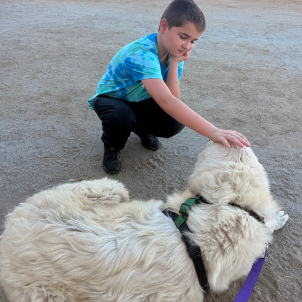 4103100242 Gianna: Retired Maremma Female for a Quiet Chicken Farm