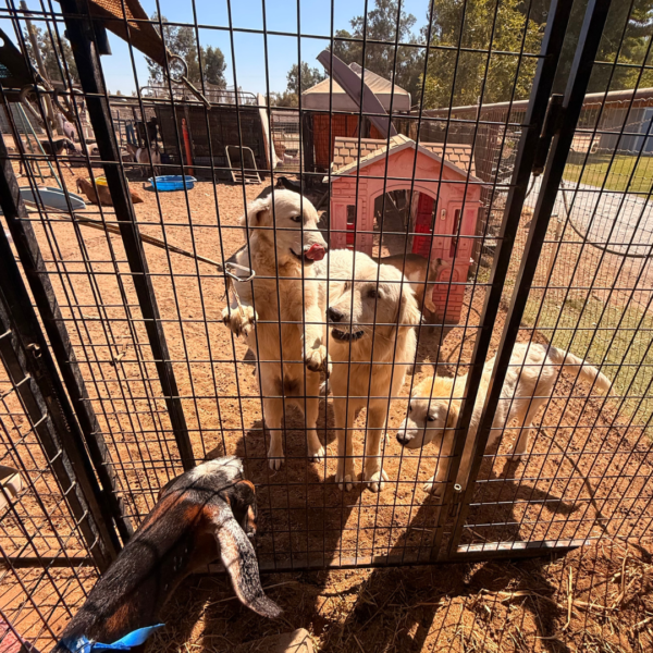 271861984 Jack: Gentle Young Male Maremma for Goats and Horses