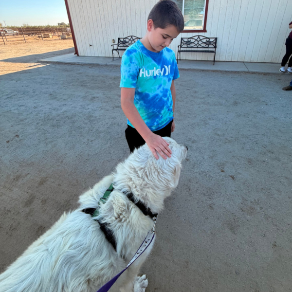 2365608271 Gianna: Retired Maremma Female for a Quiet Chicken Farm