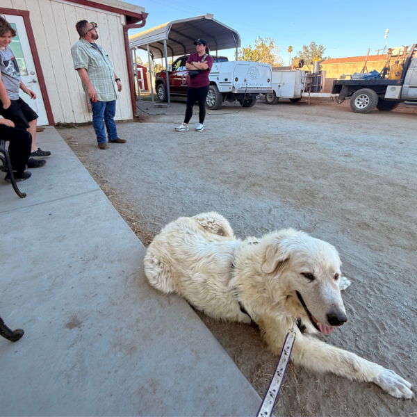 1985014754 Gianna: Retired Maremma Female for a Quiet Chicken Farm