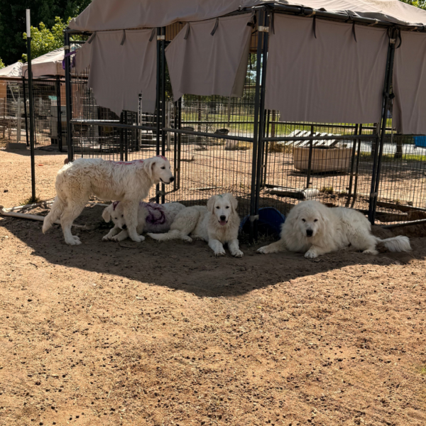 3978459835 Gianna: Retired Maremma Female for a Quiet Chicken Farm