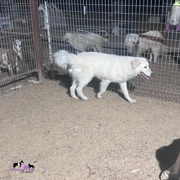 1984900318 Pegaso: Gentle Italian Maremma for a Horse Property
