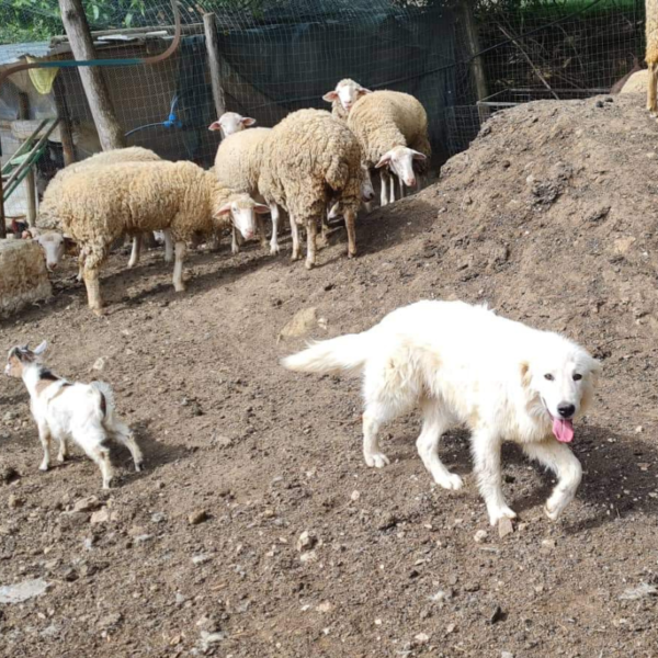 2771838499 Pegaso: Gentle Italian Maremma for a Horse Property
