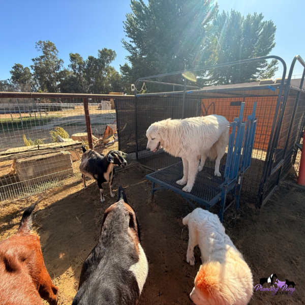 2344234411 Jack: Gentle Young Male Maremma for Goats and Horses