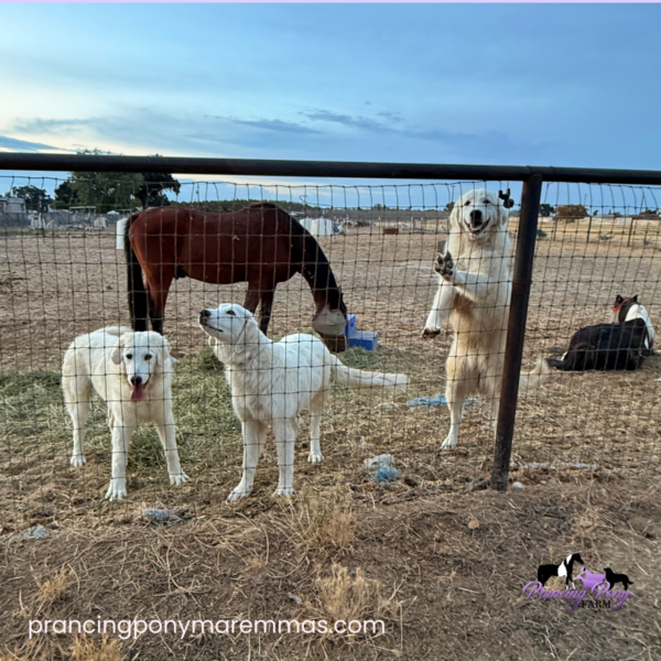 542587129 Carina: Gentle Young Maremma for a Flat-Terrain Farm