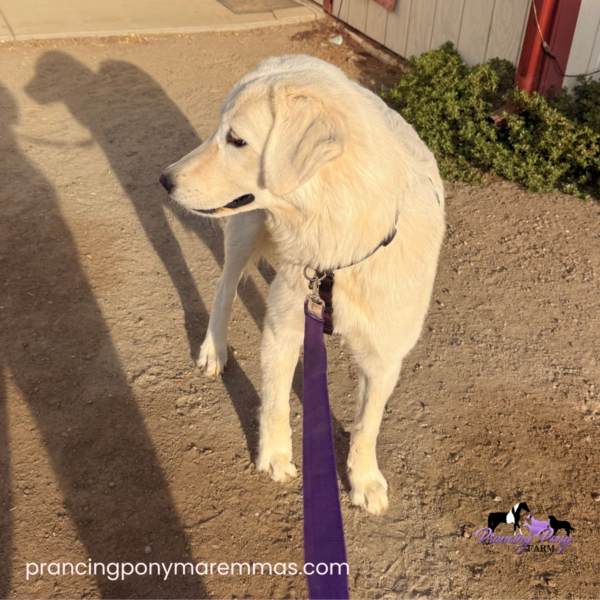 2456501082 Carina: Gentle Young Maremma for a Flat-Terrain Farm