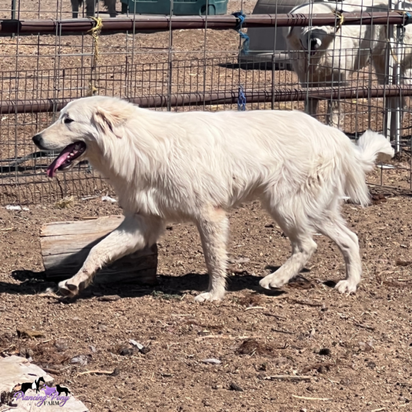 2318623158 Pegaso: Gentle Italian Maremma for a Horse Property