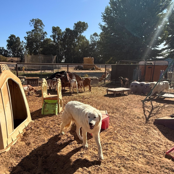 1387786926 Jack: Gentle Young Male Maremma for Goats and Horses