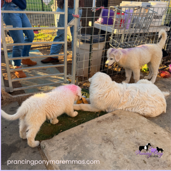 2079689347 Carina: Gentle Young Maremma for a Flat-Terrain Farm