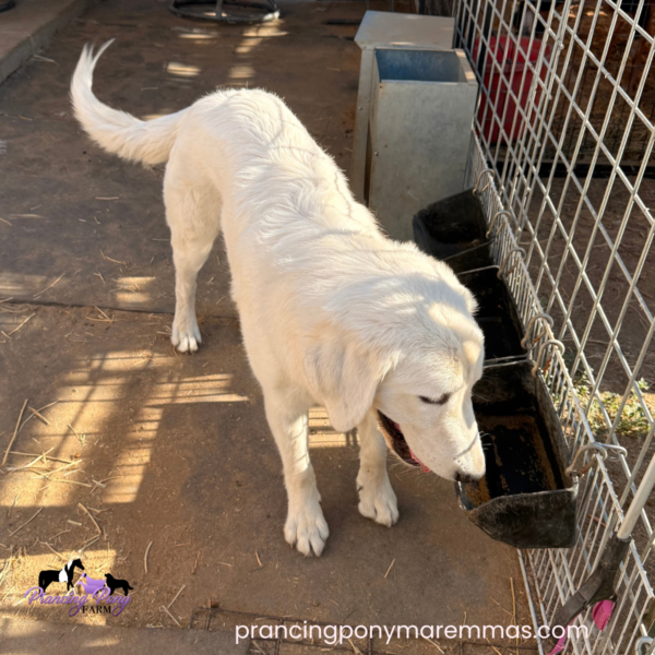 3130820132 Carina: Gentle Young Maremma for a Flat-Terrain Farm