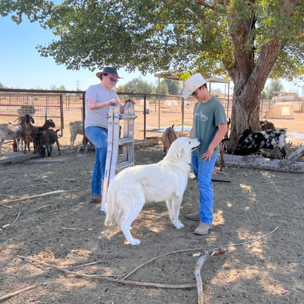 16185240 Gianna: Retired Maremma Female for a Quiet Chicken Farm
