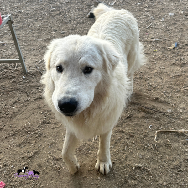 2186538849 Pegaso: Gentle Italian Maremma for a Horse Property
