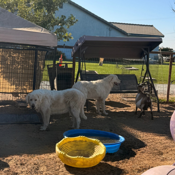 454322643 Jack: Gentle Young Male Maremma for Goats and Horses