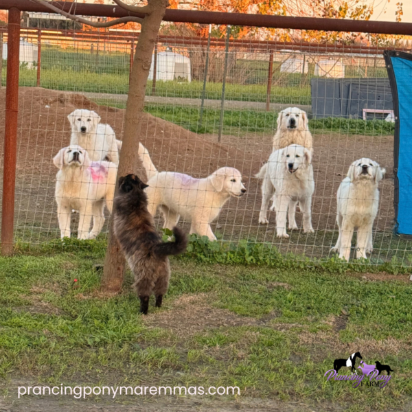 2708730067 Carina: Gentle Young Maremma for a Flat-Terrain Farm