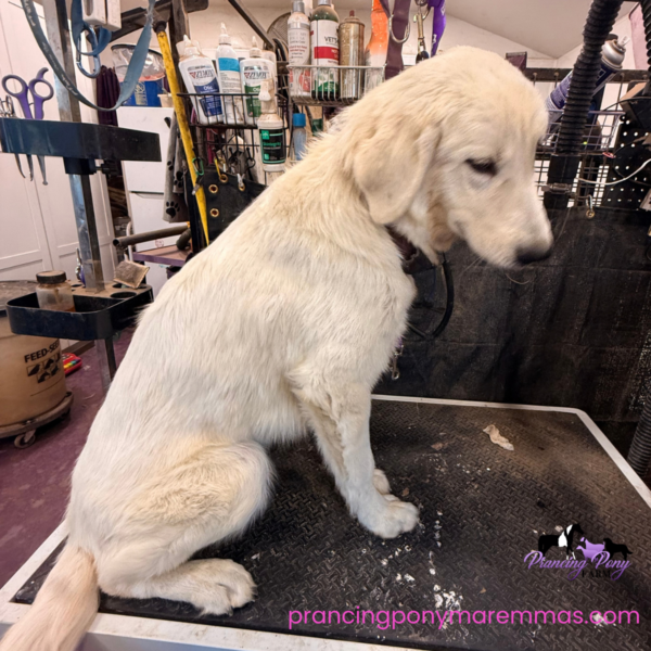 545932423 Carina: Gentle Young Maremma for a Flat-Terrain Farm