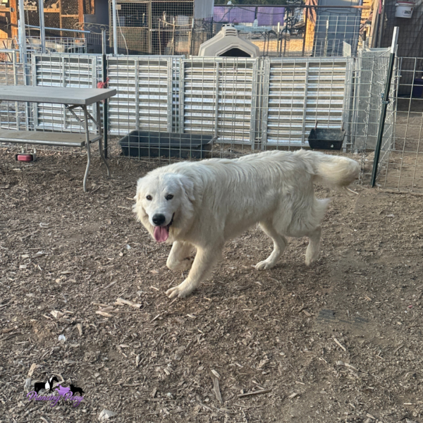 381961259 Pegaso: Gentle Italian Maremma for a Horse Property
