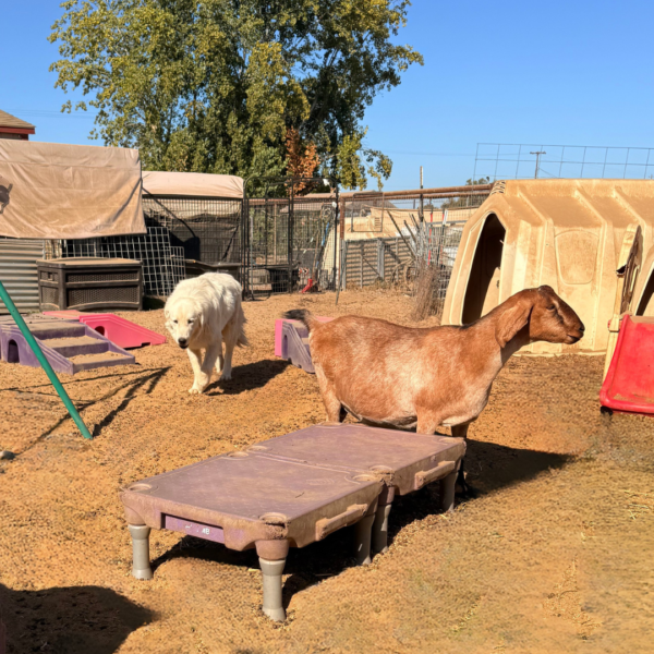 1828404111 Jack: Gentle Young Male Maremma for Goats and Horses